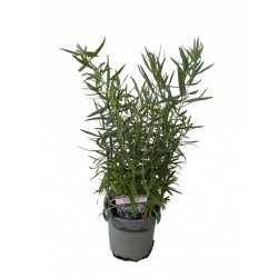 Gypsophile pot de 13-14 cm