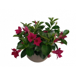 Dipladenia coupe Ø 23/25 cm