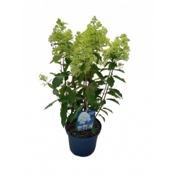 Hortensia paniculata...