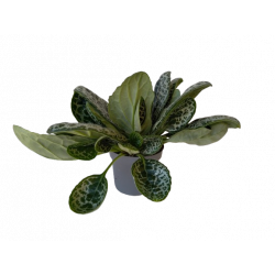 Streptocarpus pretty turtle...