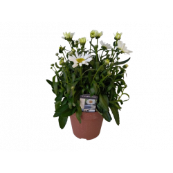 Leucanthemum pot de 14 cm