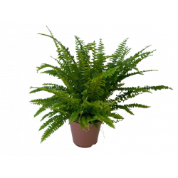 Fougère Green Lady pot de...