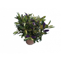 Véronique verte pot de 18 cm