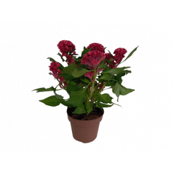 Celosie Twisted pot de 14cm