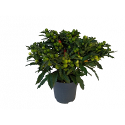 Solanum pot de 17 cm HT...