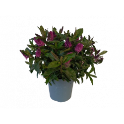 Véronique verte pot de 18 cm