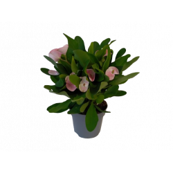 Euphorbia milii Charlotte...