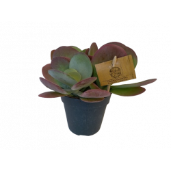 Kalanchoe Thyrsiflora pot...