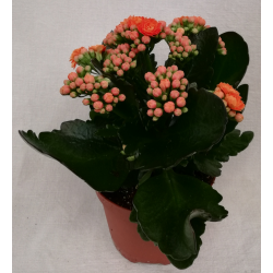 Kalanchoe Double Ø12 cm