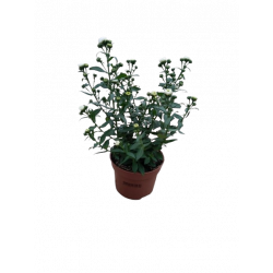 Aster unicolore pot de 10.5 cm