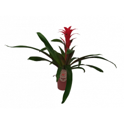 Bromelia variées Ø 10.5 cm