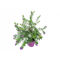 Polygala touffe Ø 19 cm