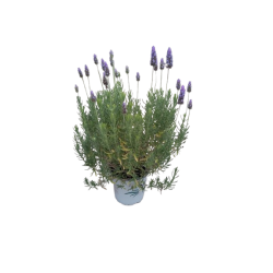 Lavande dentata pot de 15 cm