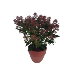 Skimmia du japon 15-20...