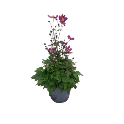 Anemone Hybrique vivace Ø...