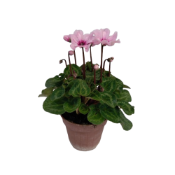 Cyclamen Illusia pot de 13 cm