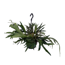 Platycerium alcicorne pot...