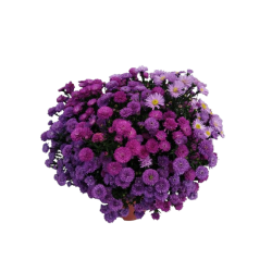 Aster tricolore pot de 19 cm