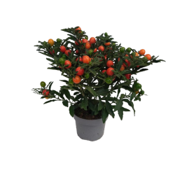Solanum pot de 13 cm