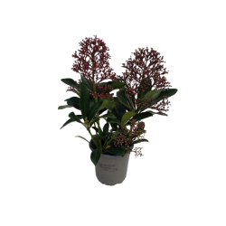Skimmia du japon pot Ø 9 cm...