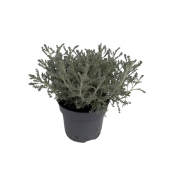 Santoline pot de 10.5 cm