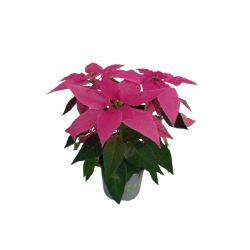Princettia pot de 10.5 cm