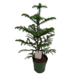 Araucaria heteropylla HT 60...