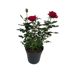 Rosier de bouture pot de 17 cm