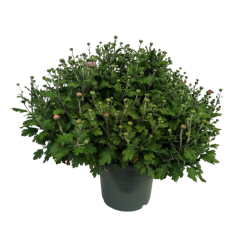 Chrysanthème petites fleurs...