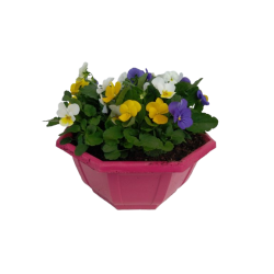 Pensée coupe de 27 cm