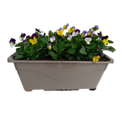 Pensée jardinière de 40 cm...