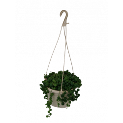 Senecio suspension pot de...