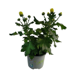 Chrysanthème pot de 10.5 cm