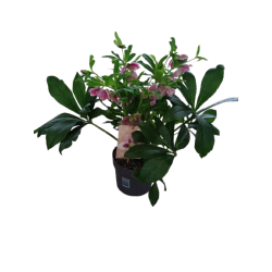 Hellebore Rose de Noël Viv...