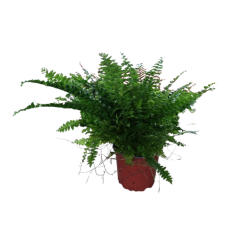 Fougère Green Lady pot de...