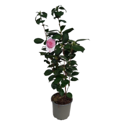 Camelia japonica pot Ø 19...