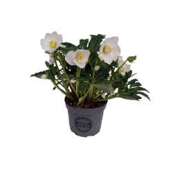 Hellebore ou Rose de Noël...