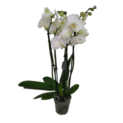 Orchidée Phalaenopsis...