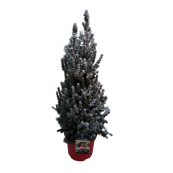Sapin Picea Glauca Conica...