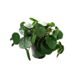 Pilea peperomoides pot de...
