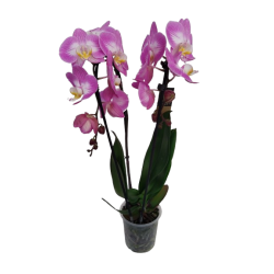 Orchidée cascade hauteur 55...