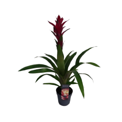 Guzmania pot de 13 cm