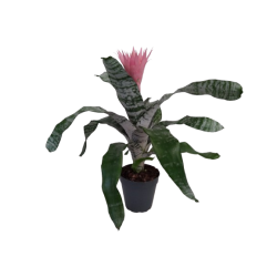 Aechmea Bilbergia fasciata...