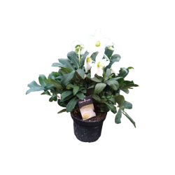 Hellebore blanche Ø 15 cm...