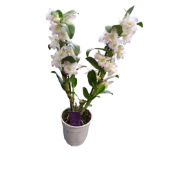 Dendrobium hauteur 40-45 cm...