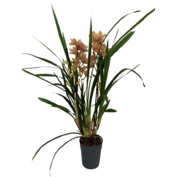 Cymbidium Ø 14 cm 3/4 branches