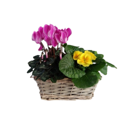 Composition extérieure...