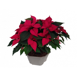 Poinsettia Composition...