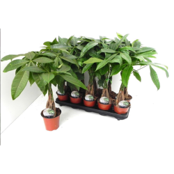 Pachira pot de 12 cm