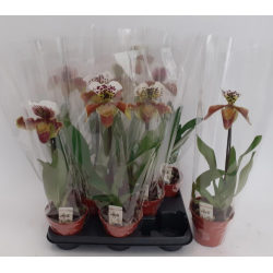 Paphiopedilum ou Sabot de...